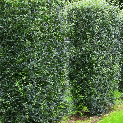 Саженцы бирючины Колоновидная (черенкованный) - 2-летний Черновцы - изображение 1