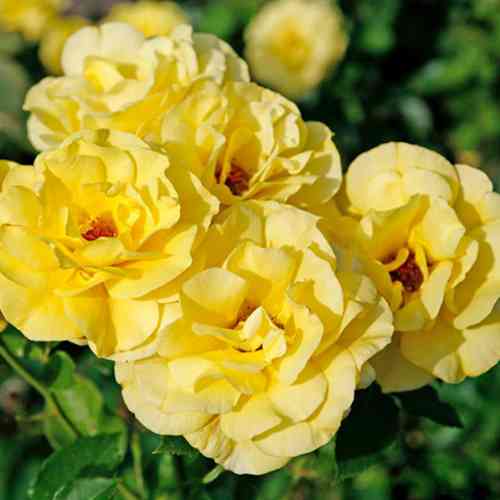 Саженцы роз Фрезия (привитый) - 2-летний Черновцы