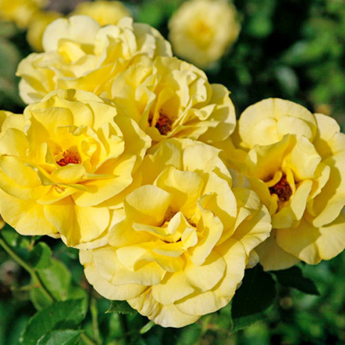 Саджанці троянд Фрезія (привитий) - 2-річний Чернівці - фото 1