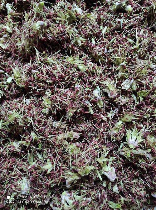 Цвет клена,  85г master sem Киев - изображение 1