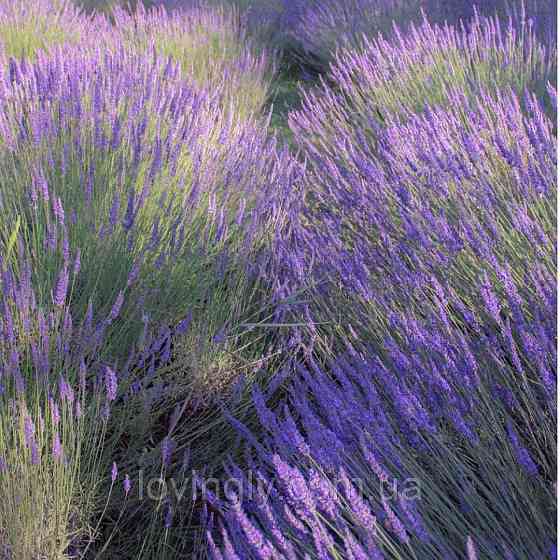 Саджанцы лавандина (пересорт) 2-х летние - Phenomenal и Edelweiss, лаванда фиолетовая или белая Ирпень
