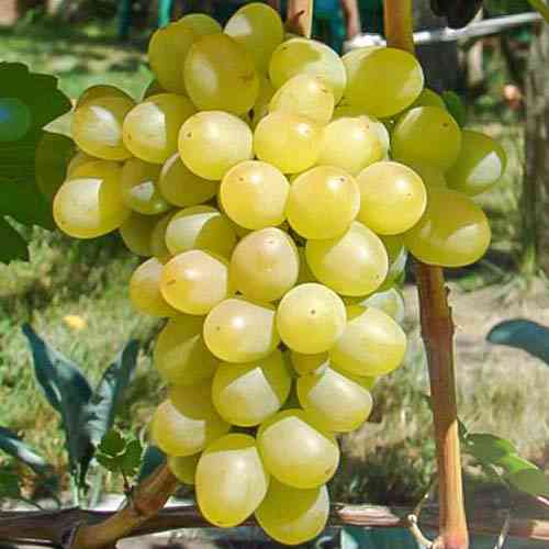 Cаджанці винограду Ладанний (черенкований) - 1-річний Чернівці