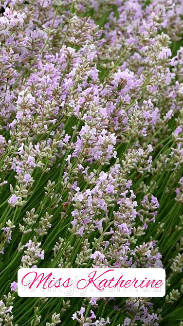 Двухлетние саженцы розовой лаванды сорта Miss Katherine Ирпень - изображение 1