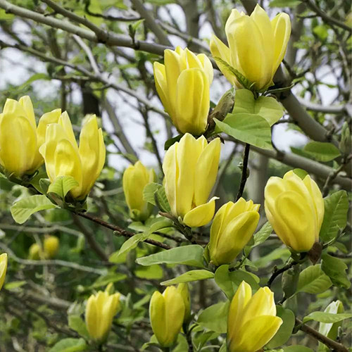 Саженцы магнолии Дафне (черенкованный) - 2-летний Черновцы - изображение 1