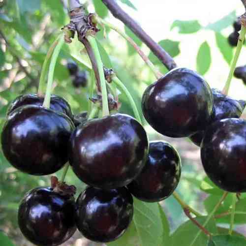 Саджанці вишні Київська Пізня (привитий) - 2-річний Чернівці