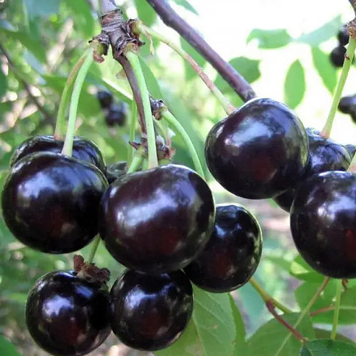 Саджанці вишні Київська Пізня (привитий) - 2-річний Чернівці - фото 1