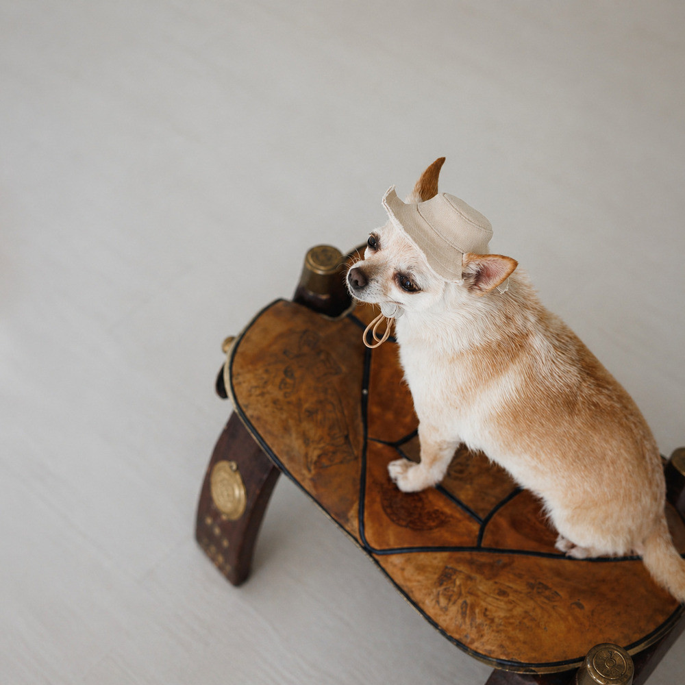 Панама Pet Fashion Gold для собак XL Київ - фото 3