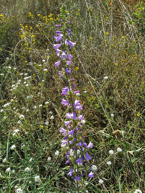 Наперстянка 100г master sem Киев - изображение 2