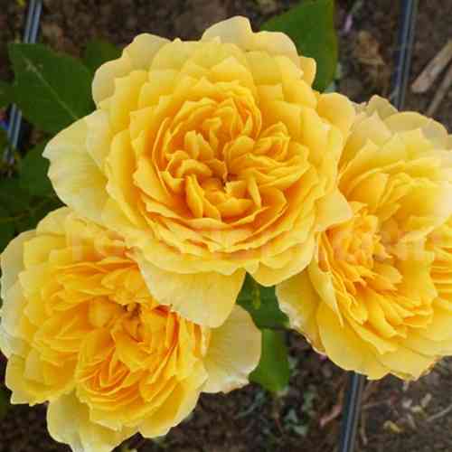 Саджанці троянд Жоель Маруані (привитий) - 2-річний Чернівці