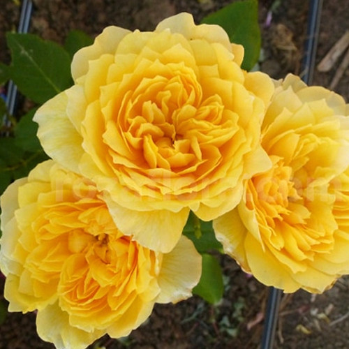 Саженцы роз Жоэль Маруани (привитый) - 2-летний Черновцы - изображение 1