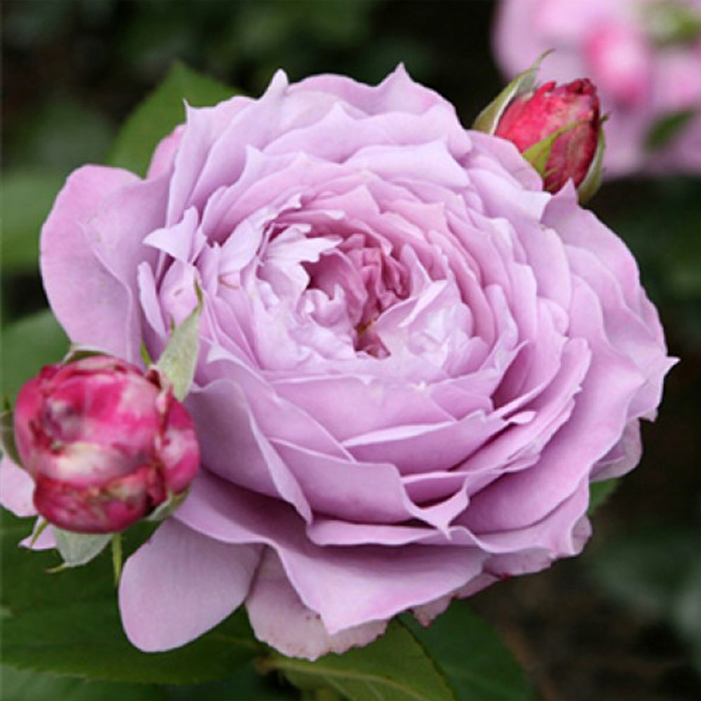 Саджанці троянд флорибунда Новаліс (привитий) Чернівці - фото 2