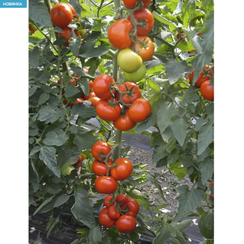 Томат Тобольськ F1 високорослий великооплідний 0,05гр Професійне насіння Житомир