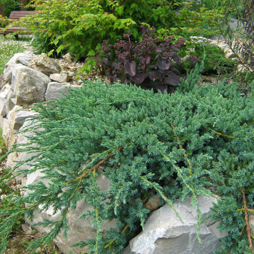 Саженцы можжевельника Адама (черенкованный) - 3-летний Черновцы - изображение 1