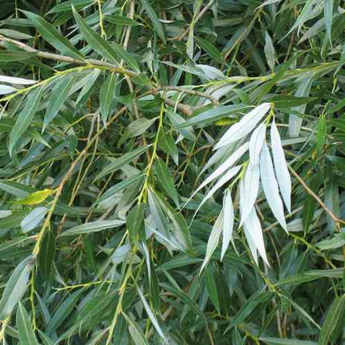 Саженцы декоративной ивы Серебристая (черенкованная) - 2-летний Черновцы