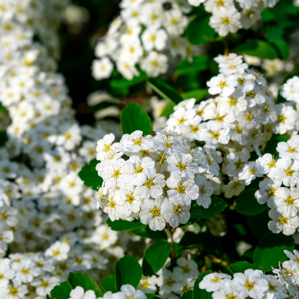 Саджанці спіреї Сноумаунд (черенкований) - 1-річний Чернівці - фото 1