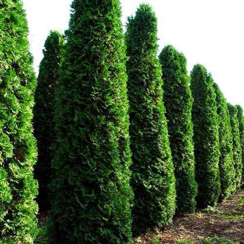 Саджанці туї Фастігіата Чернівці