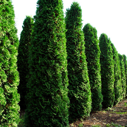 Саджанці туї Фастігіата Чернівці - фото 1