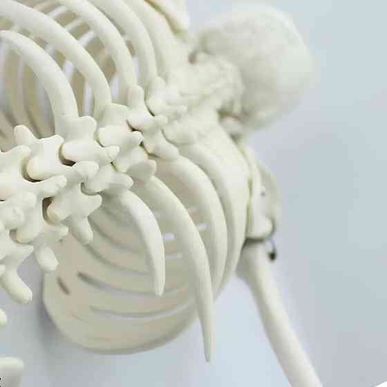 Велика модель скелета RESTEQ деталізована фігурка скелета анатомічний скелет людини 45см Київ