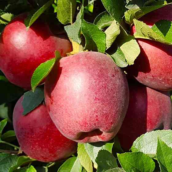 Саджанці яблуні Ріхард (привитий) - 1-річний Чернівці