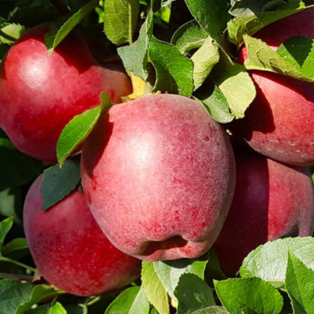 Саджанці яблуні Ріхард (привитий) - 1-річний Чернівці - фото 3