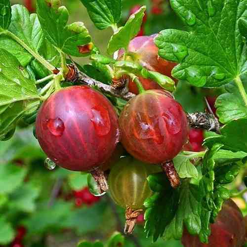 Саджанці агрусу Консул (черенкований) - 1-річний Чернівці