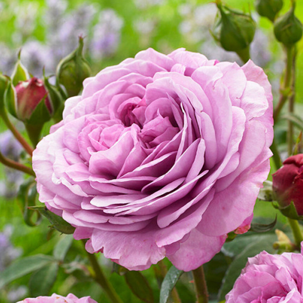 Саженцы чайно-гибридных роз Лавендер Айс (привитый) Черновцы - изображение 2