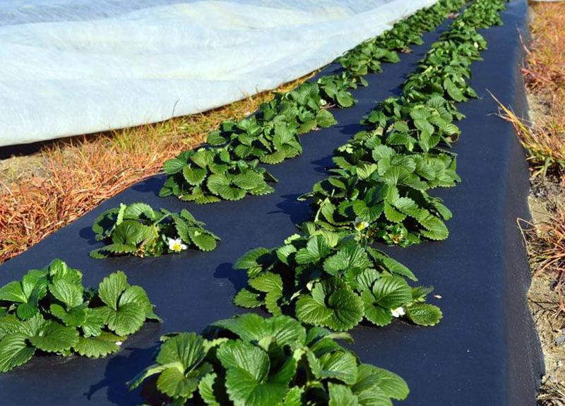 Плівка 30 мікрон 0,8*500м чорна для мульчування полуниці Дніпро - фото 6