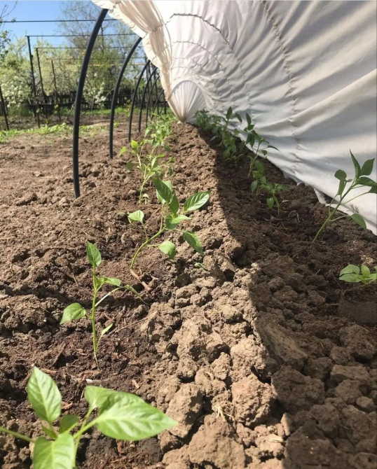 Міні-теплиця 12 м 60 щільність Shadow парник з агроволокна Дніпро - фото 7