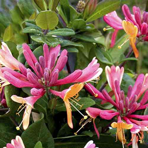 Саженцы жимолости Гекротта Голдфлейм (черенкованный) - 3-летний Черновцы