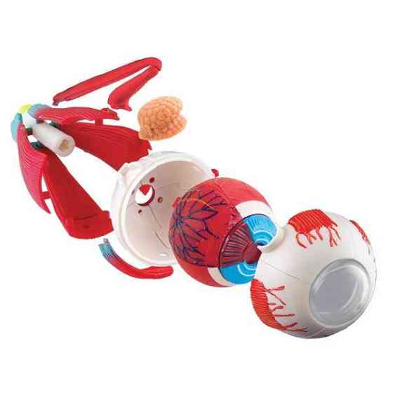 Модель очного яблука Edu-Toys збірна 14 см (SK007) Харків