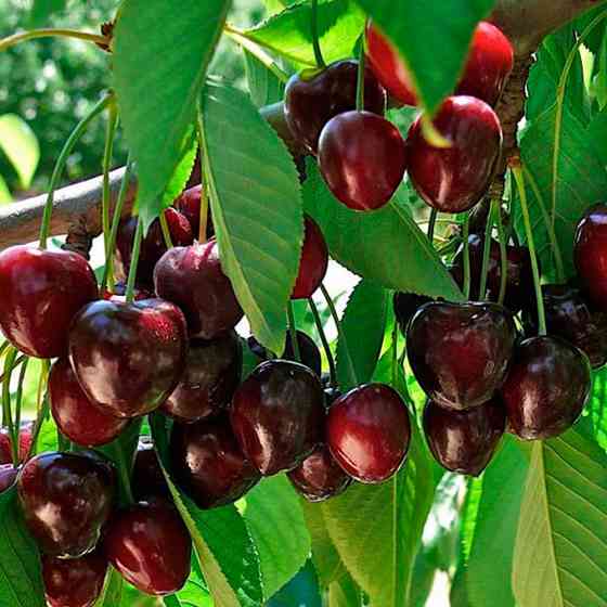 Саджанці черешні Роял Бейлі (привитий) - 1-річний Чернівці