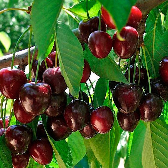 Саджанці черешні Роял Бейлі (привитий) - 1-річний Чернівці - фото 1