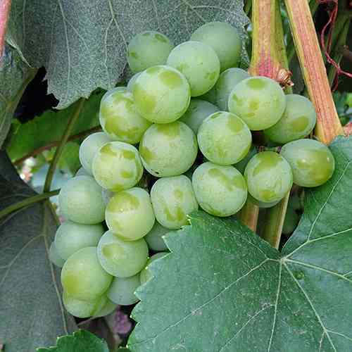 Cаджанці винограду Ананасний (черенкований) - 2-річний Чернівці