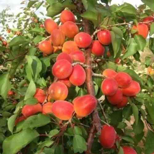 Саджанці абрикоса Космос (привитий) - 2-річний Чернівці