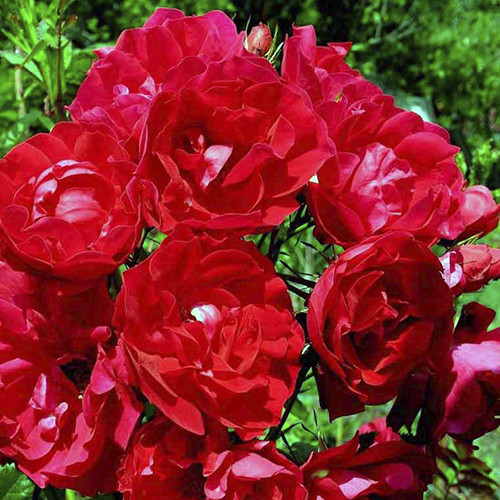 Саженцы роз Аделаида Худлес (привитый) - 2-летний Черновцы - изображение 1