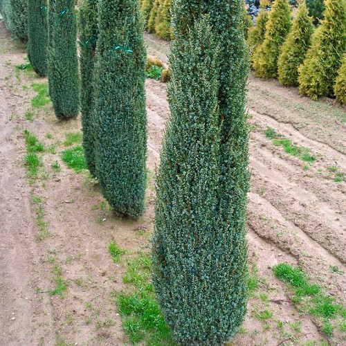 Саджанці ялівцю Вартовий (черенкований) - 3-річний Чернівці - фото 1