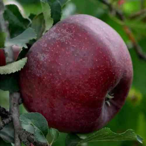 Саджанці яблуні Фіалка (привитий) - 1-річний Чернівці