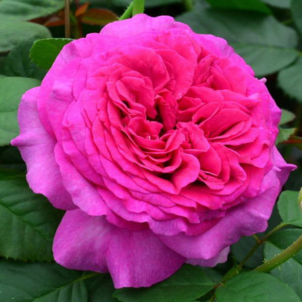 Саджанці чайно-гібридних троянд Саманта (привитий) Чернівці - фото 1