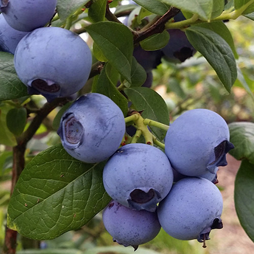 Саджанці лохини Блакитне Золото (черенкований) - 2-річний Чернівці - фото 1