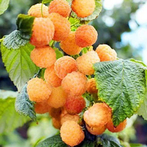 Саженцы малины Золотая Королева (черенкованный) - 1-летний Черновцы - изображение 1