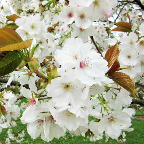 Саджанці сакури Тайхаку (привитий) - 1-річний Чернівці