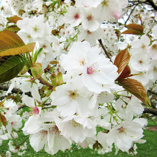 Саджанці сакури Тайхаку (привитий) - 1-річний Чернівці - фото 1