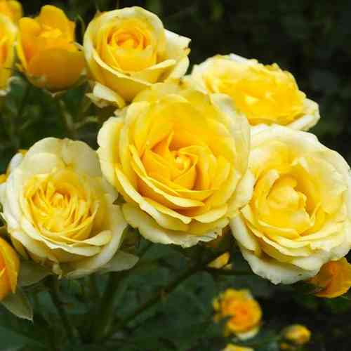 Саджанці троянд Сан Сіті (привитий) - 2-річний Чернівці