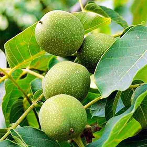 Саджанці грецького горіха Великан - 2-річний Чернівці