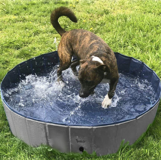 Басейн для собак XXL 100x30см Purlov (Польща) Київ