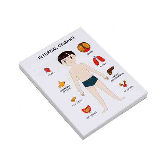 Пазлы обучающие Internal Organs Strateg 30349 органы человека Винница