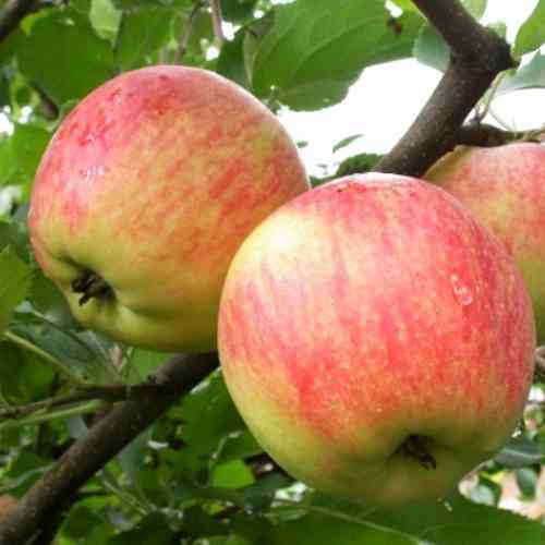 Саджанці яблуні Весна (привитий) - 2-річний Чернівці