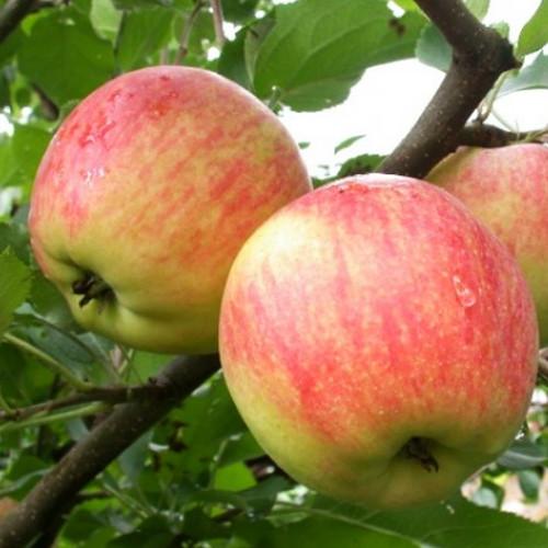 Саджанці яблуні Весна (привитий) - 2-річний Чернівці - фото 1