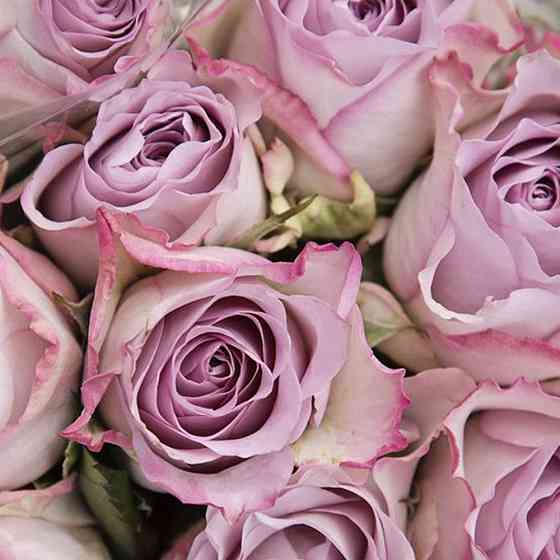 Саджанці чайно-гібридних троянд Меморі Лейн (привитий) Чернівці