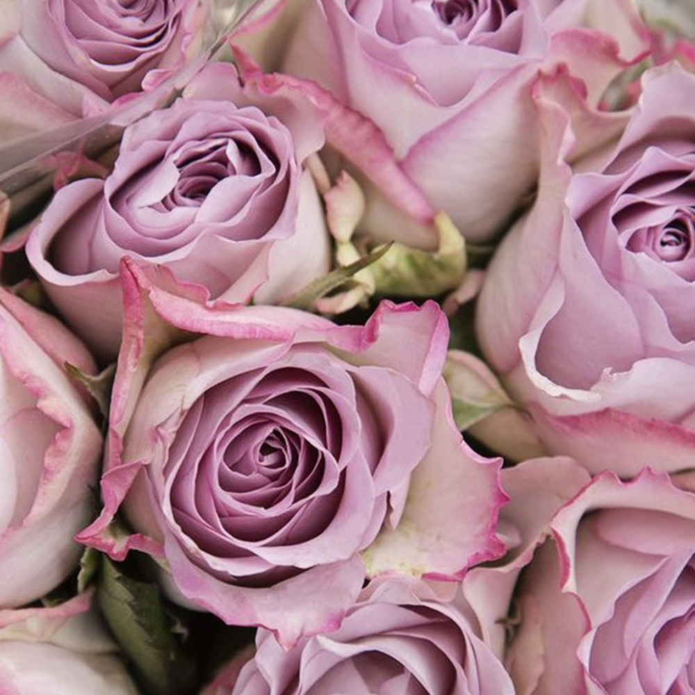 Саджанці чайно-гібридних троянд Меморі Лейн (привитий) Чернівці - фото 3